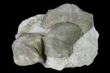 Pyrite Replaced Brachiopod (Paraspirifer) Fossils on Shale - Ohio #145361-2